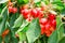 Many beautiful rainier cherries berries shiny bunches