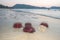 Many beautiful red sea urchins are washed by waves on Patong Beach, Phuket.