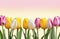 Many beautiful tulips with blossom on colorful background. festive design, lively spring flowers