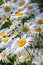 Many beautiful white camomiles at sunset