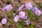 Many beautiful wild pink field chamomile flowers with nice petals on meadow in the sunny autumn day top view closeup