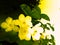 Many beautiful yellow blooming flowers with a blurry black and yellow background.
