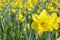 Many beautiful yellow narcissuses in the daylight