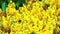 Many bees and Burma padauk bouquet yellow flowers