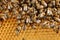 Many bees on a honey cell