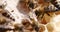 Many bees on honey combs 4k movie