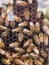 many bees honey sweet food healthy nutrition vitamins