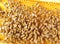Many bees on honeycombs. Honey and bees. Close up view