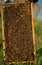 Many bees on a wooden frame with honeycombs. Beekeeping concept.