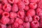 Many berries of fresh raspberry close up