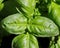 Many big green leaves of aromatic plant called BASIL