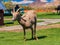 Many big horn sheep at Hemenway Park