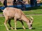 Many big horn sheep at Hemenway Park