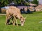 Many big horn sheep at Hemenway Park