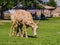 Many big horn sheep at Hemenway Park