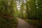 Many big trees in the forest, right in the middle is a path