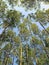 Many birch trees and blue sky in the green forest, sunny environment