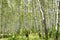 Many birch trees in the forest