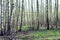 Many birch trees in the springtime birchwood