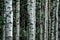 Many birch trees trunks growing natural in nature