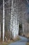 Many birches lined up in a row next to a road