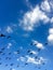 Many bird fly in sky