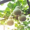 Many birdhouse gourds hanging on vines at organic backyard garden near Dallas, Texas, USA