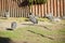 Many birds of gray guinea fowls in an aviary sit logs