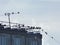 Many birds, jackdaws, crows sat in flocks on wires on the roof of a multistory apartment building