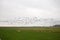 Many birds looking for food on the meadows in the province of Friesland