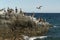 Many birds pelicans seagull on baja california sur beach punta lobos