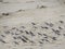 Many Birds on Sand Landscape