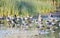 Many birds storks and seagulls on shore of lake near green reeds at dawn sunset.