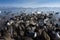 Many of birds wide life are in the lake in Fukushima, Japan