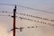 Many black birds sitting on a Power Line at Sunset