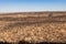 Many black burned tree after a big wild fire