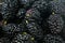 Many black mulberries, Ripe mulberries