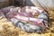 Many black and pink pigs lie next to each other and sleep in clean hay in a pen