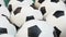 Many Black and White Soccer Balls Background. Football Balls Swimming in a Pure Water Close Up