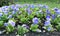 Many blooming flowers the blue Pansies