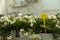 Many blooming potted solanum plants on table in garden center