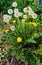 Many blooming yellow dandelion flowers in the fields and meadows on sunny eternal day