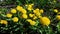 Many blooming yellow dandelion flowers in the fields and meadows on sunny eternal day