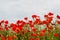 Many blossom red poppies