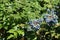 Many blue berries in the leafage of Mahonia aquifolium