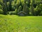 Many blue gentian flowers at alpine meadow, wooden hut and green forest