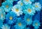 Many blue gerbera flowers on a blue background.