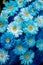 Many blue gerbera flowers on a blue background