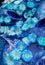 Many blue gerbera flowers on a blue background.