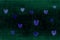Many blue hearts pattern on dark emerald background